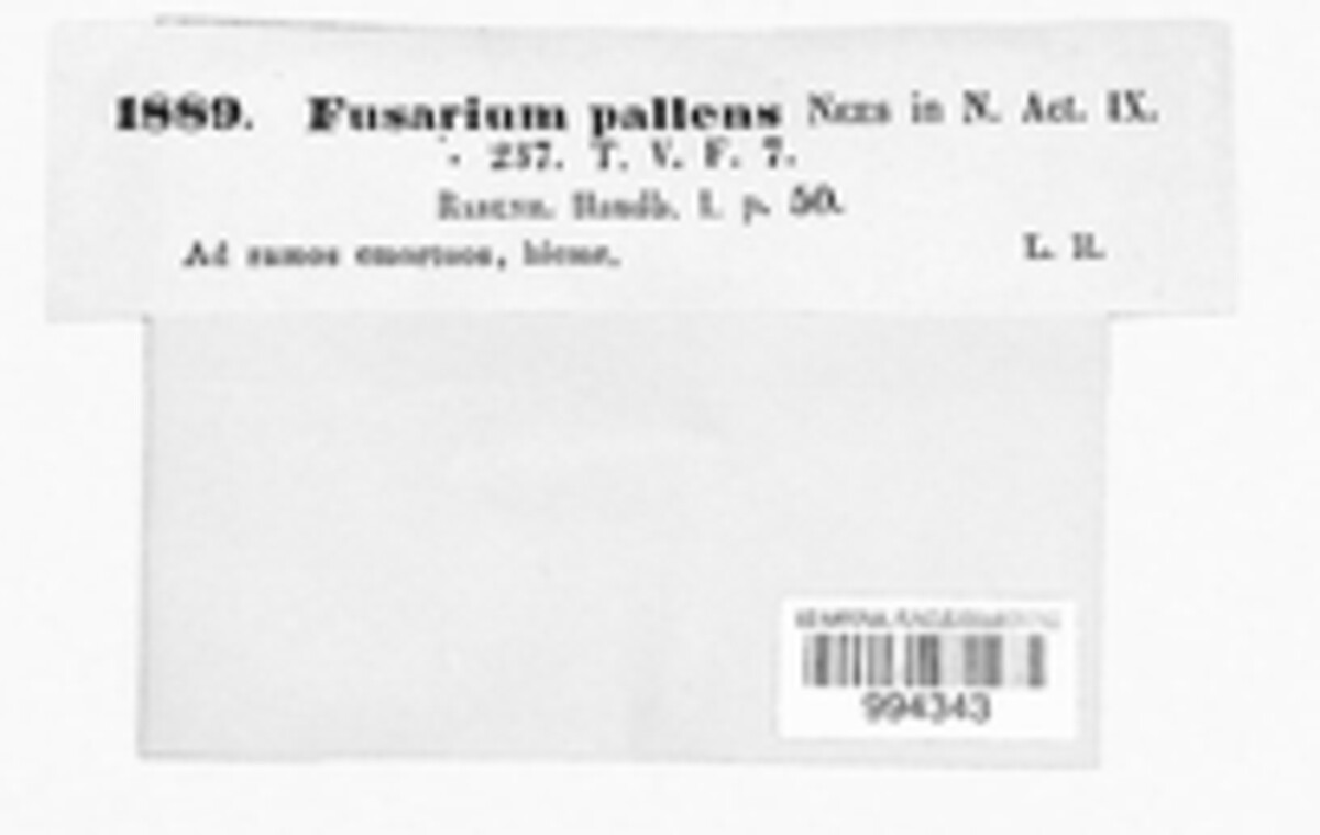 Fusarium pallens image